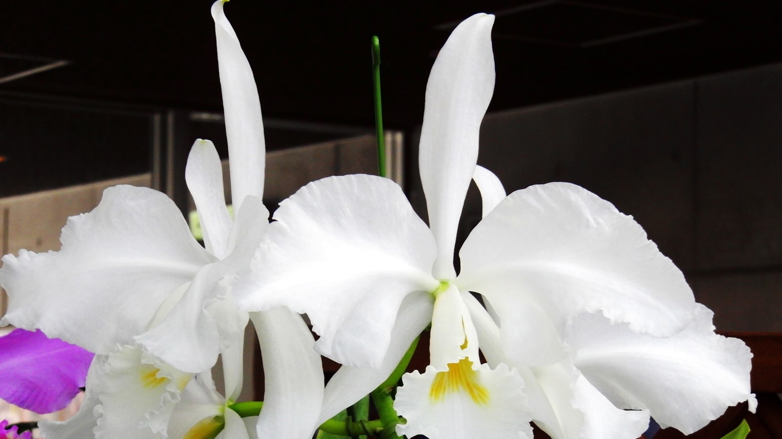 File:Cattleya Warneri Forma Alba Wedding Bells.jpg